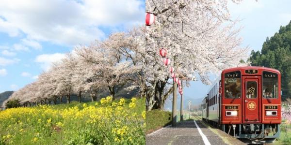 掲載写真の例（若桜鉄道や桜土手）