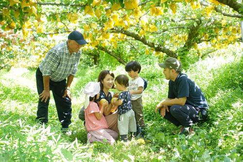 はっとうフルーツ観光園にて家族で梨狩りを楽しむ写真