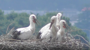 コウノトリの雛4羽の写真