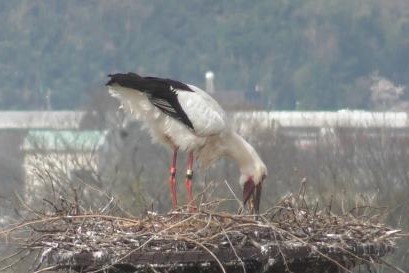 人工巣塔で親鳥が吐き戻しをする様子