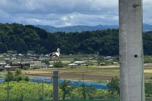 巣塔の近くで待機する親鳥