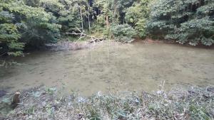濁った池の写真