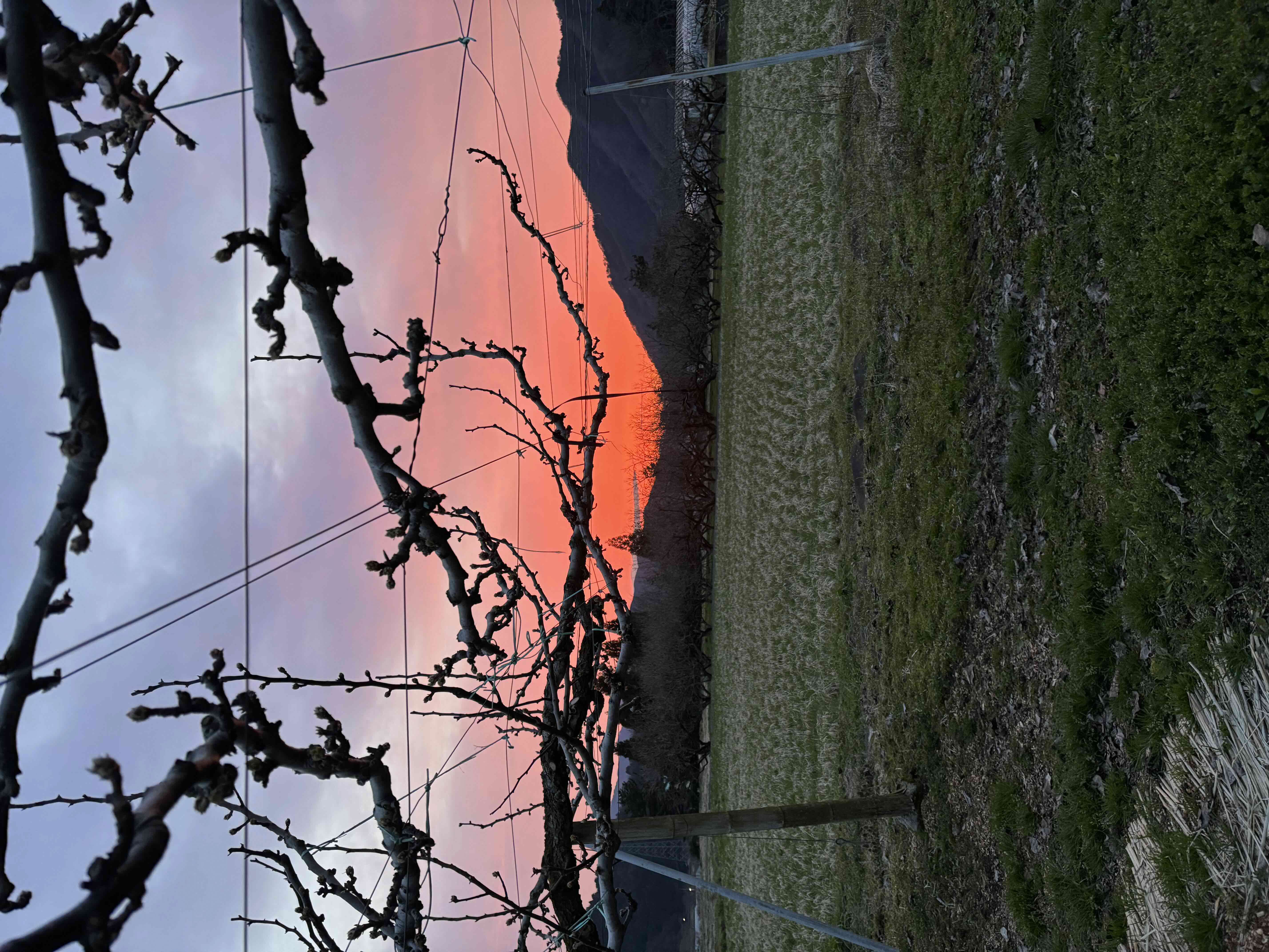 枝越しの夕陽