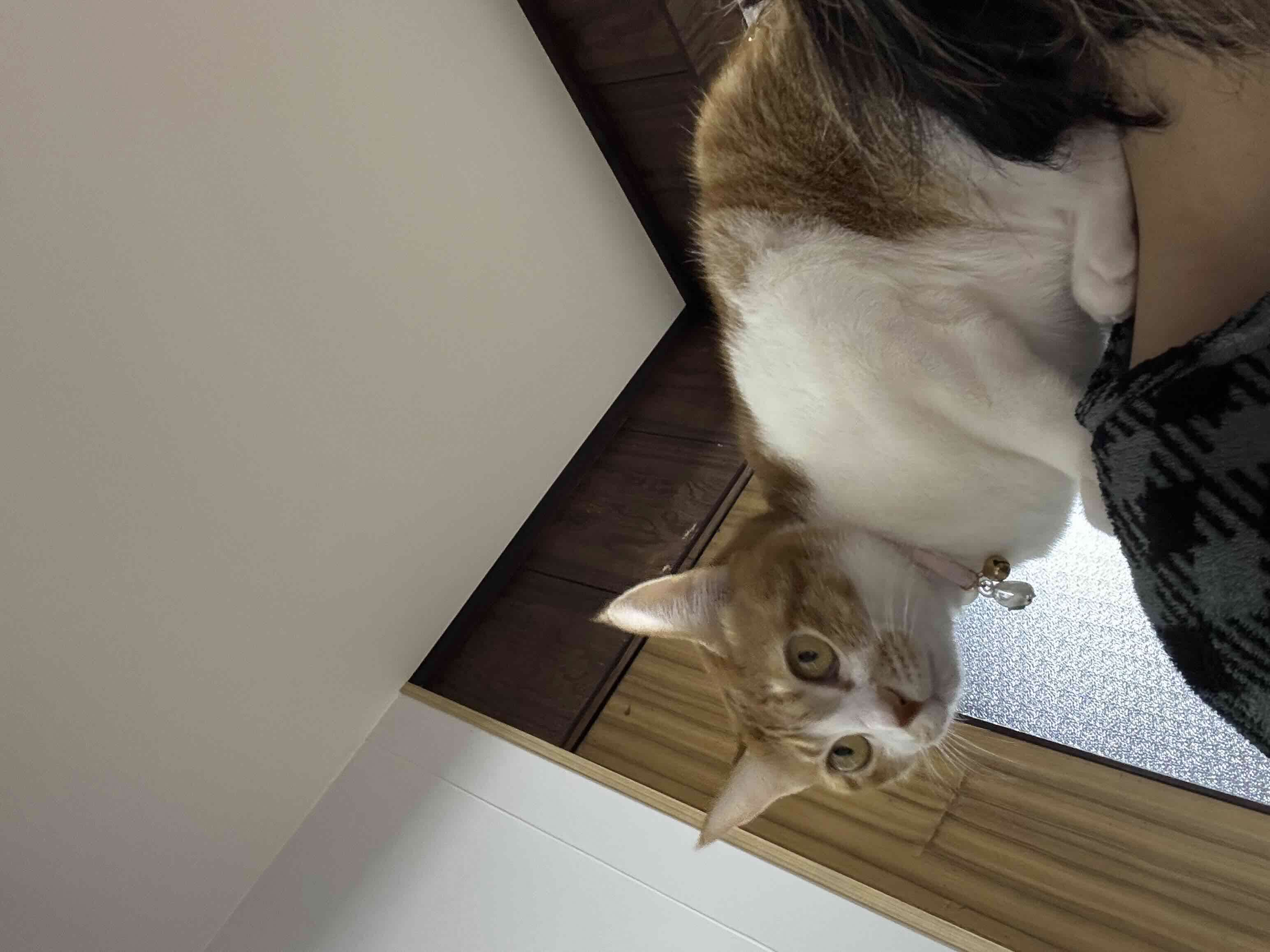 寒さもどこ吹く風な我が家の猫