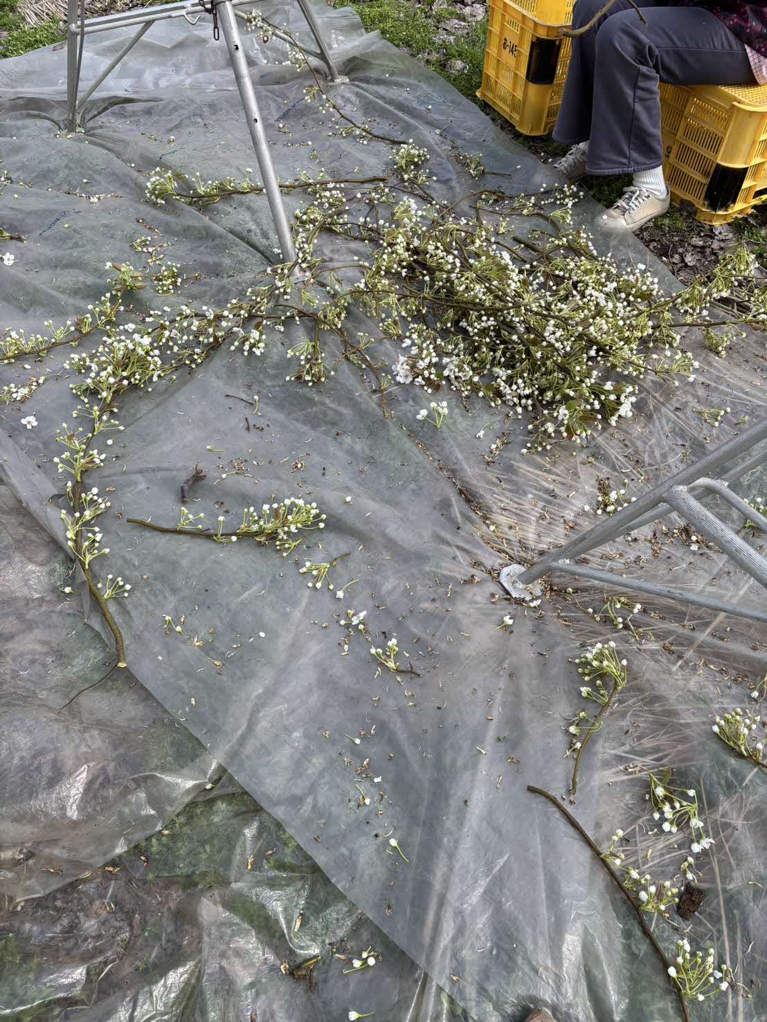 交配樹からの花集め