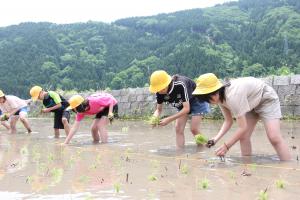 横一列に並んで苗を植える児童の様子①