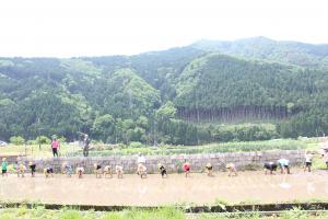 横一列に並んで苗を植える児童の様子②