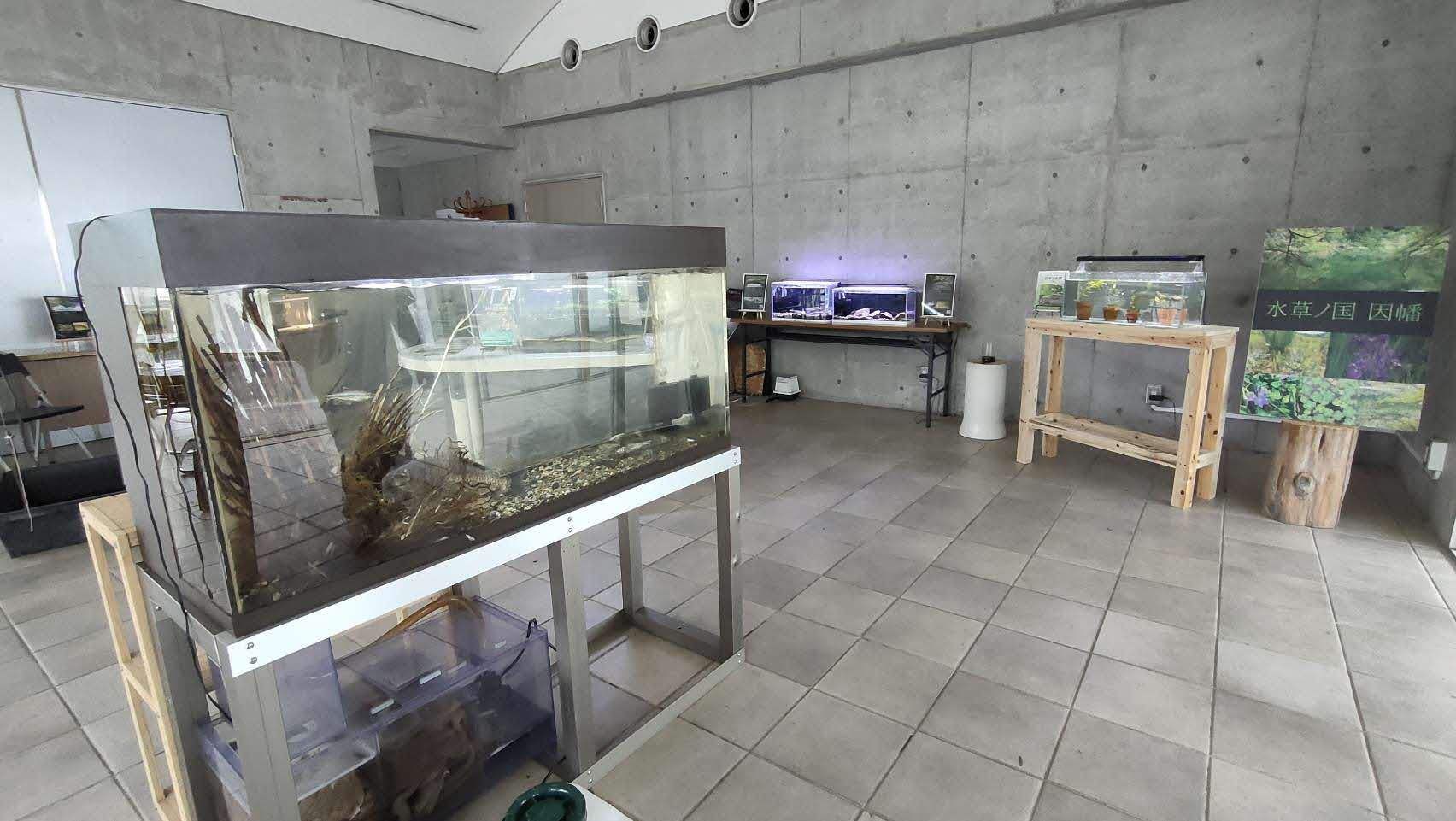 植樹祭での水族展示
