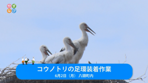 コウノトリ　タイトル画面