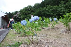 植えられたアジサイ