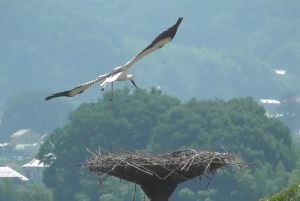 3羽目の飛び立ち