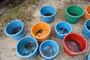 バケツに取り分けられたヤマメの稚魚