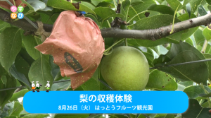 梨の収穫体験タイトル画面