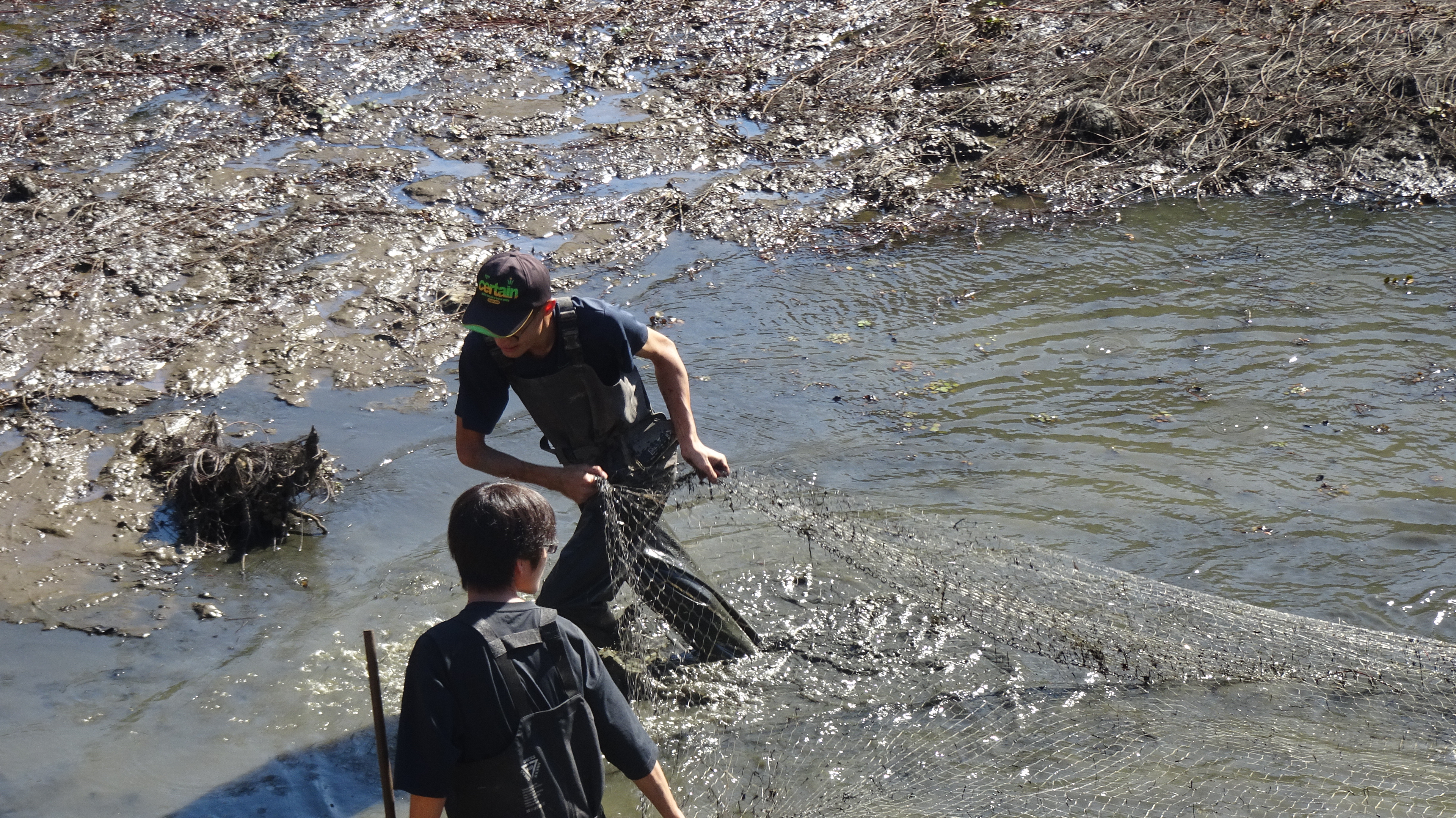 ため池でのバスギルの捕獲