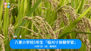 稲刈り体験タイトル