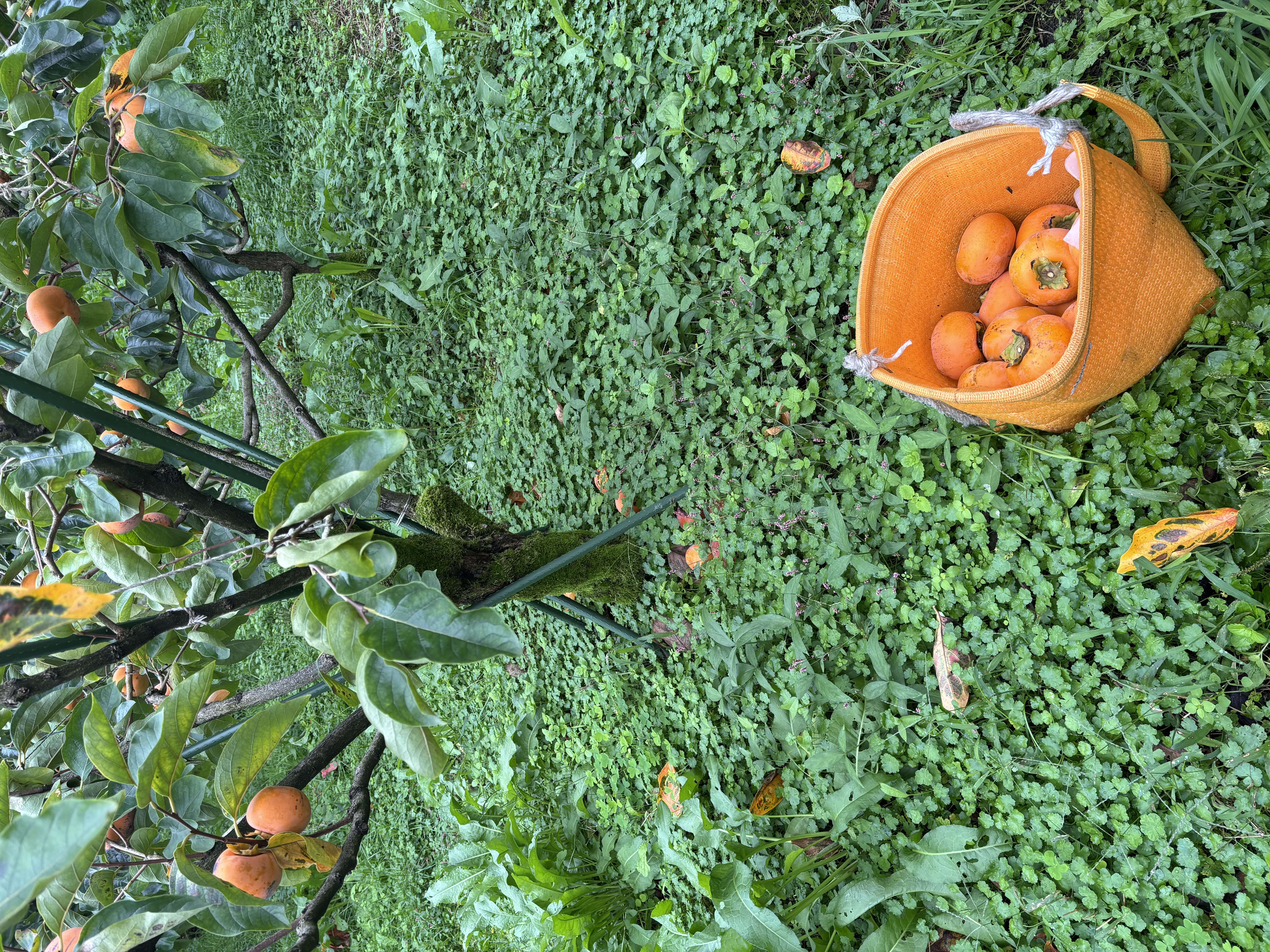 大きな輝太郎柿