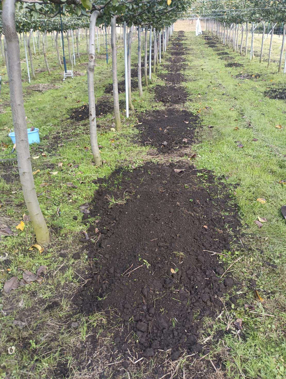 穴掘り作業後の果樹園