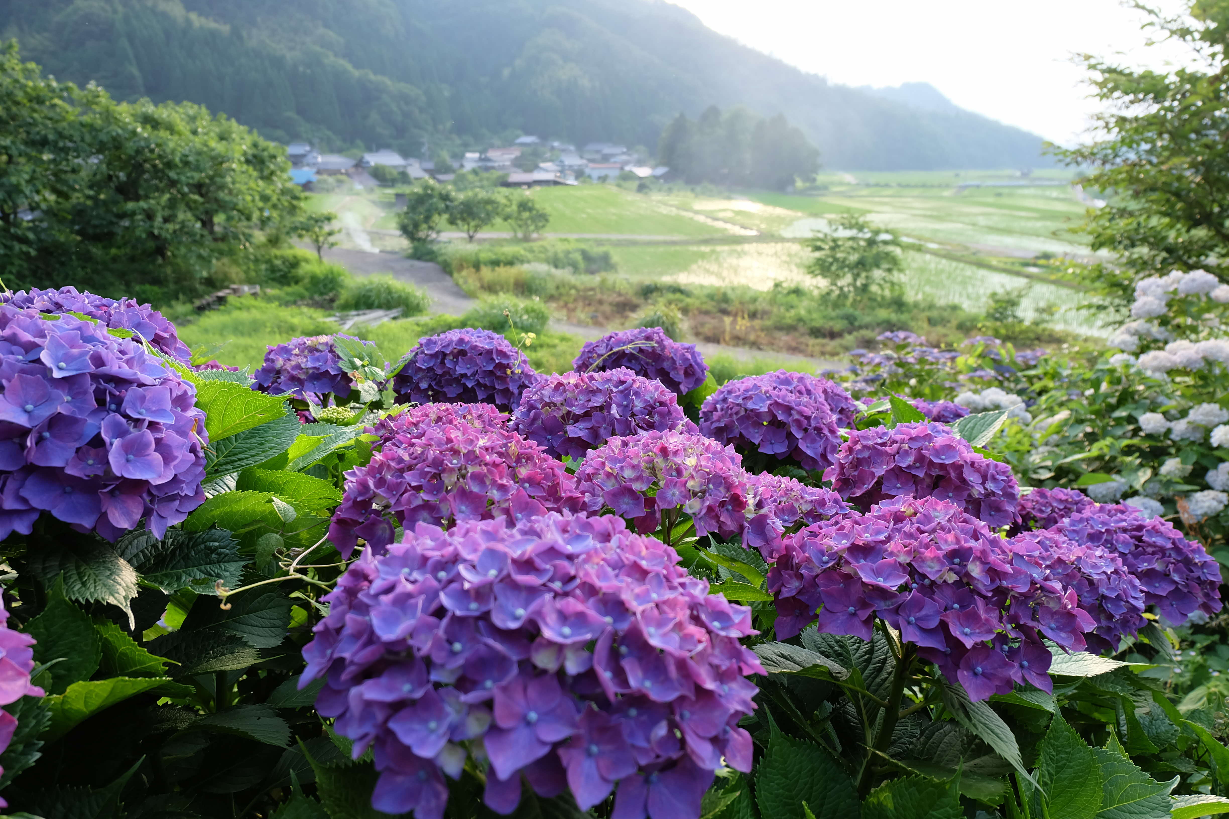 移住先の野町とアジサイ