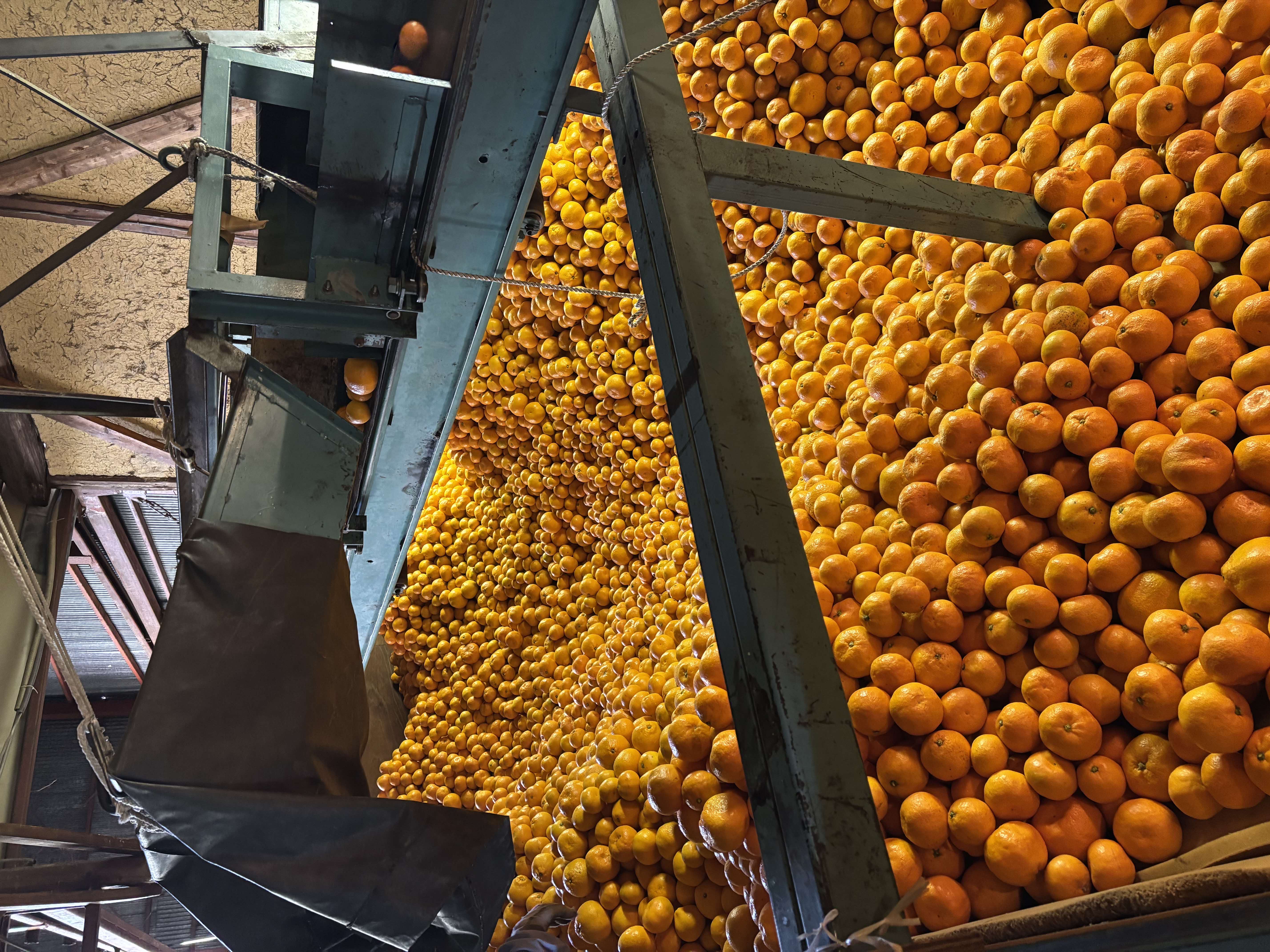 みかん農家の選果作業