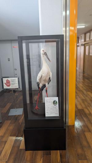 コウノトリはく製2