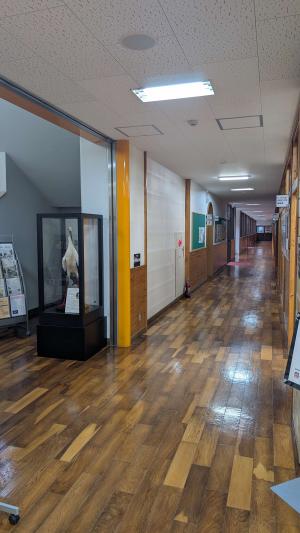 コウノトリはく製1