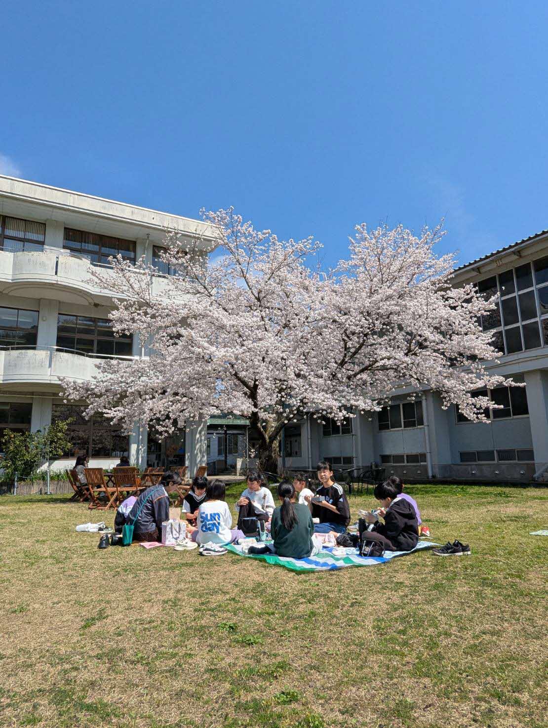 お弁当を作って桜の木の下でお花見