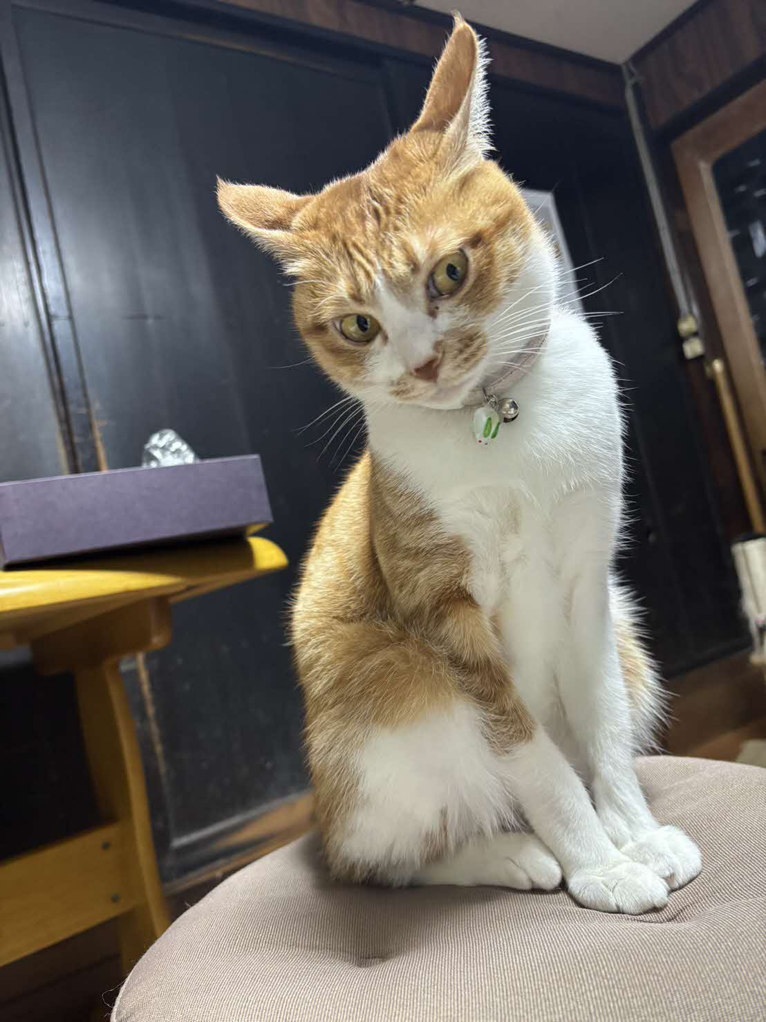 飼い猫・ラム♀4歳