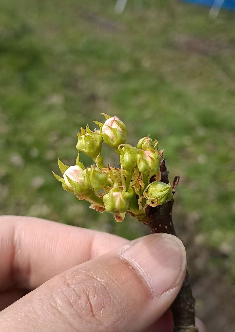 梨の花のつぼみ