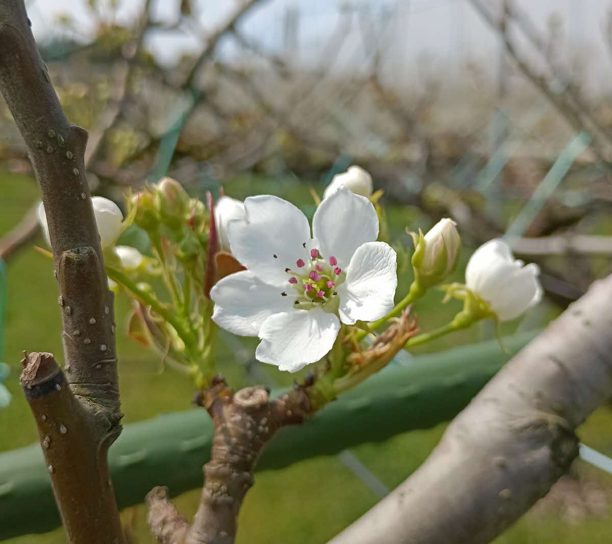 梨の開花