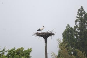 巣を守る親鳥