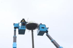 ヒナを高所作業車で捕獲する様子