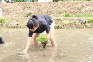 田植えをする児童