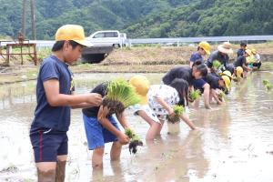 横一列で田植えを行う児童たち