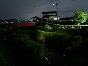 ホタルが舞う見槻川