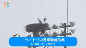 放送画面(コウノトリの足環装着作業という文字と野球場照明塔の巣にいるコウノトリの様子)