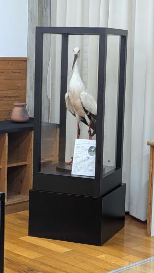 コウノトリはく製2