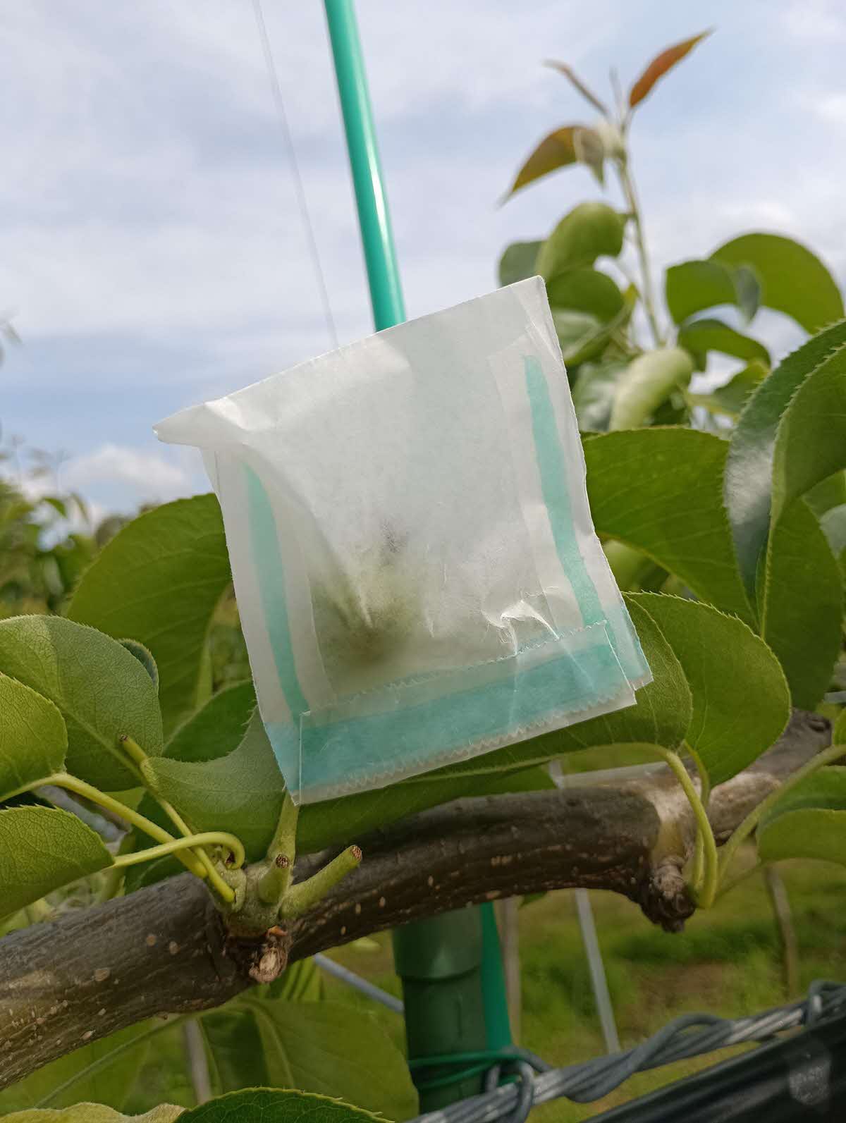 小袋をかけた二十世紀梨