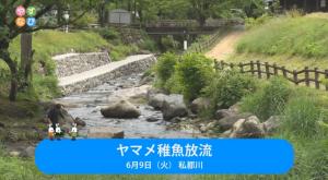 やずなび　やまめ稚魚放流