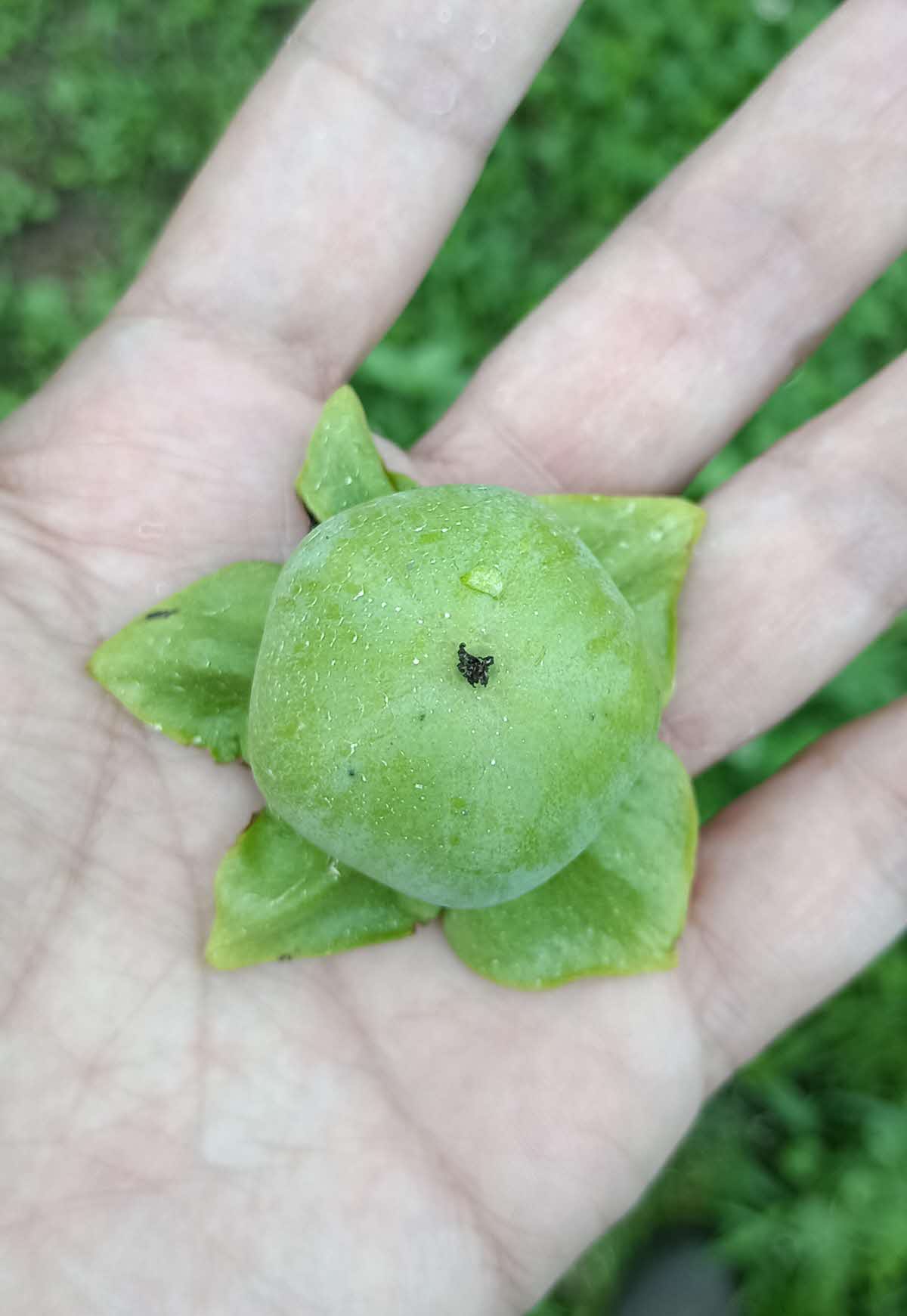 五角形の花御所柿