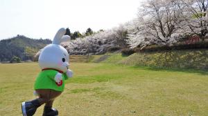 竹林公園の桜１