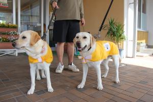 黄色のジャケットを着用した犬