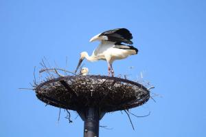 人工巣塔に定着したコウノトリの写真